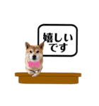柴犬福くんニュース（個別スタンプ：7）