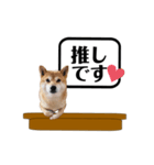 柴犬福くんニュース（個別スタンプ：8）