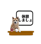 柴犬福くんニュース（個別スタンプ：9）