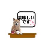 柴犬福くんニュース（個別スタンプ：10）