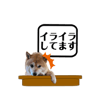 柴犬福くんニュース（個別スタンプ：11）