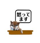 柴犬福くんニュース（個別スタンプ：12）