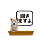 柴犬福くんニュース（個別スタンプ：13）