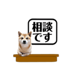 柴犬福くんニュース（個別スタンプ：14）