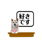 柴犬福くんニュース（個別スタンプ：15）