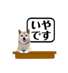 柴犬福くんニュース（個別スタンプ：16）