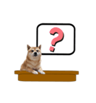 柴犬福くんニュース（個別スタンプ：17）