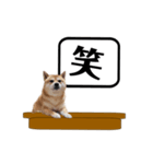 柴犬福くんニュース（個別スタンプ：18）
