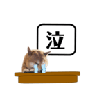 柴犬福くんニュース（個別スタンプ：19）