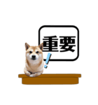 柴犬福くんニュース（個別スタンプ：21）