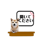 柴犬福くんニュース（個別スタンプ：22）