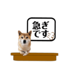 柴犬福くんニュース（個別スタンプ：23）