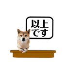 柴犬福くんニュース（個別スタンプ：24）