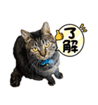 ひとこともなか（個別スタンプ：3）