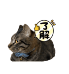 ひとこともなか（個別スタンプ：10）