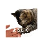 ひとこともなか（個別スタンプ：16）