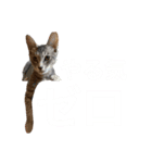 しもてぃーず12（個別スタンプ：1）
