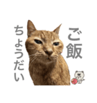 しもてぃーず12（個別スタンプ：4）