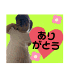 叶泰★楓恩③（個別スタンプ：16）