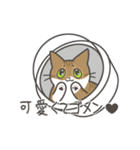 動く❤ MYZOOねこスタンプ（個別スタンプ：12）