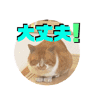 いまいま家のこどもたち（個別スタンプ：15）