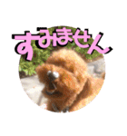 いまいま家のこどもたち（個別スタンプ：17）
