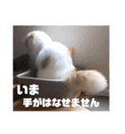 いまいま家のこどもたち（個別スタンプ：25）