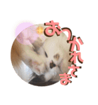 いまいま家のこどもたち（個別スタンプ：29）