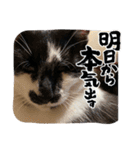 ひとことおまめ（個別スタンプ：31）