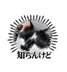ひとことおまめ（個別スタンプ：32）