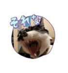 ひとことおまめ（個別スタンプ：33）