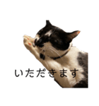 ひとことおまめ（個別スタンプ：34）
