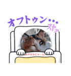 にゃ～んスタンプ(夏)（個別スタンプ：13）