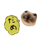 ヒマラヤンのひまちゃん。（個別スタンプ：1）