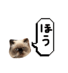 ヒマラヤンのひまちゃん。（個別スタンプ：2）