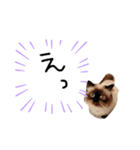 ヒマラヤンのひまちゃん。（個別スタンプ：3）