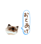 ヒマラヤンのひまちゃん。（個別スタンプ：5）