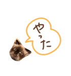 ヒマラヤンのひまちゃん。（個別スタンプ：7）