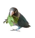 鳥 猫 ペット（個別スタンプ：1）
