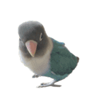 鳥 猫 ペット（個別スタンプ：2）