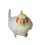 鳥 猫 ペット（個別スタンプ：6）