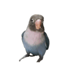 鳥 猫 ペット（個別スタンプ：7）