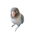 鳥 猫 ペット（個別スタンプ：8）
