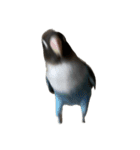 鳥 猫 ペット（個別スタンプ：9）
