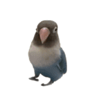 鳥 猫 ペット（個別スタンプ：10）