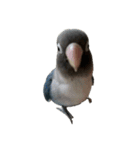 鳥 猫 ペット（個別スタンプ：11）