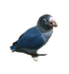 鳥 猫 ペット（個別スタンプ：12）