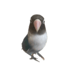 鳥 猫 ペット（個別スタンプ：13）