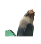 鳥 猫 ペット（個別スタンプ：14）