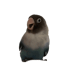鳥 猫 ペット（個別スタンプ：15）